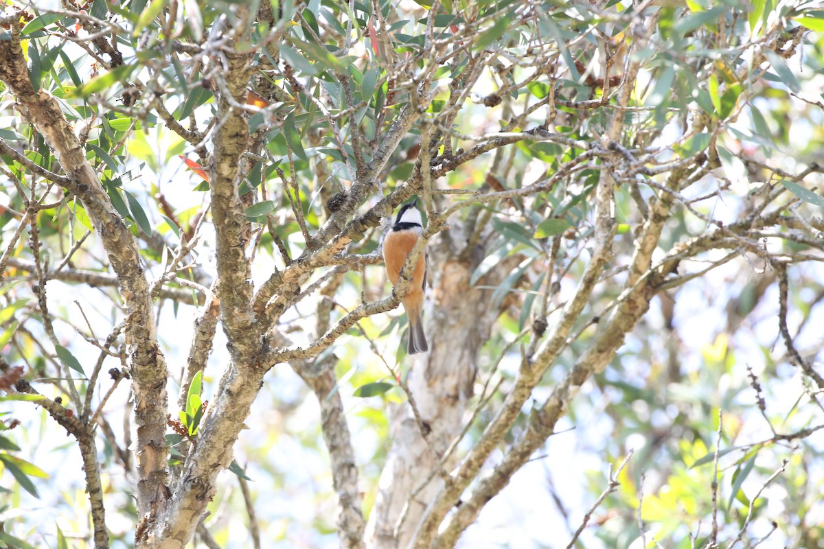 Rufous Whistler - Aaron David