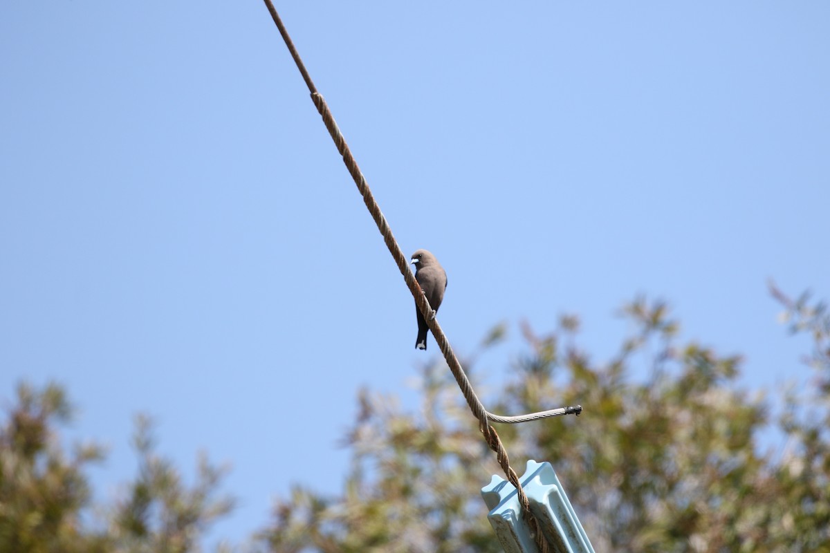 Dusky Woodswallow - ML609412500