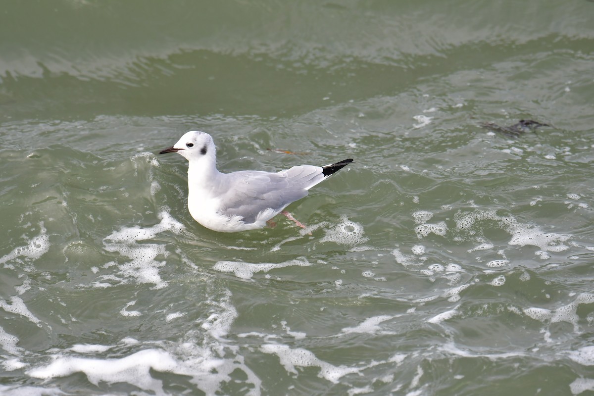 Bonaparte's Gull - ML609412676