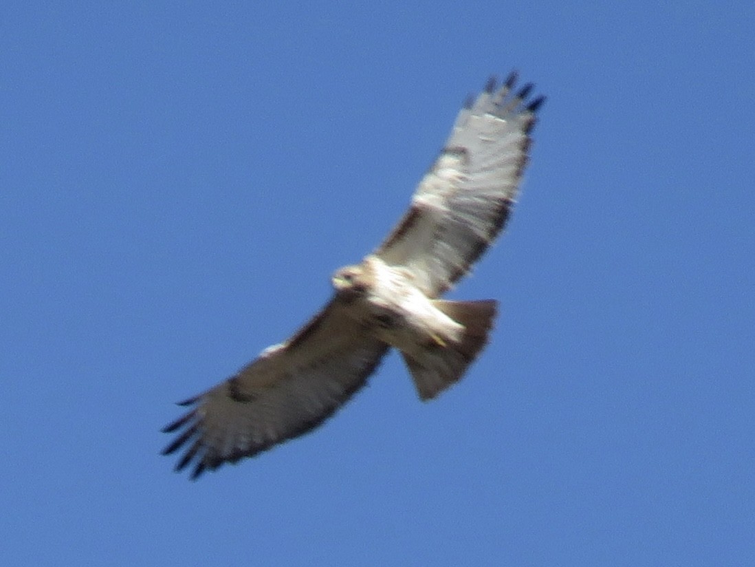 Red-tailed Hawk - Tim Carney