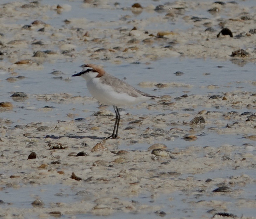 Red-capped Plover - ML609412824
