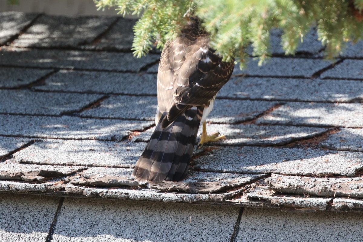 Cooper's Hawk - ML609412918