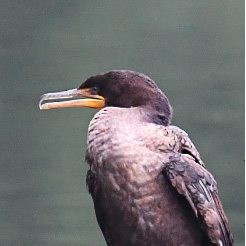 Double-crested Cormorant - ML609412957