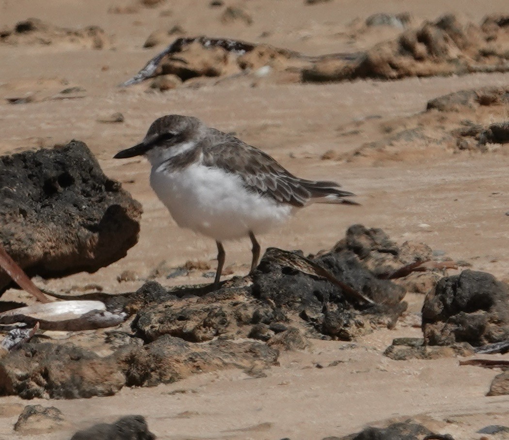 Red-capped Plover - ML609412965