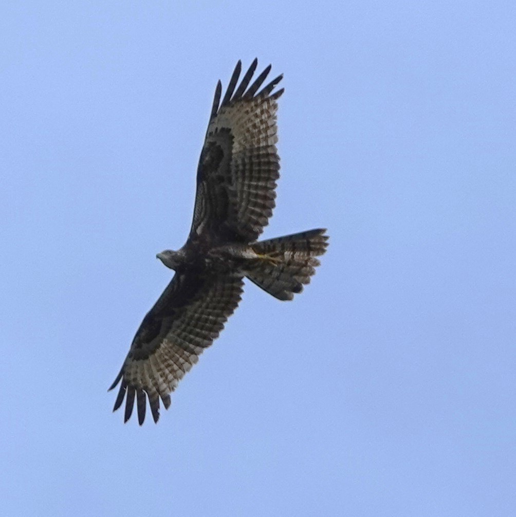 Bonelli's Eagle - Christian Doerig