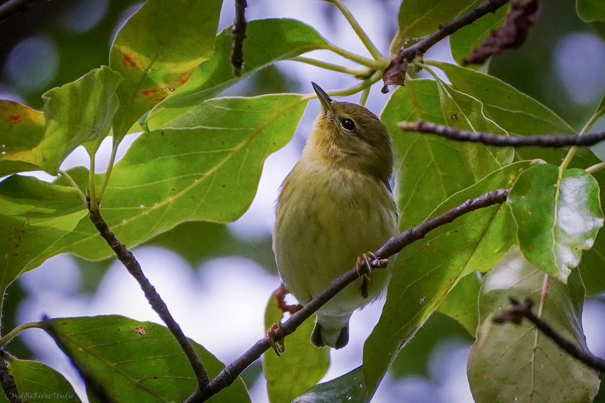 Cape May Warbler - ML609413049