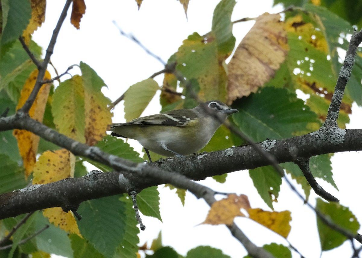 Blue-headed Vireo - ML609413050