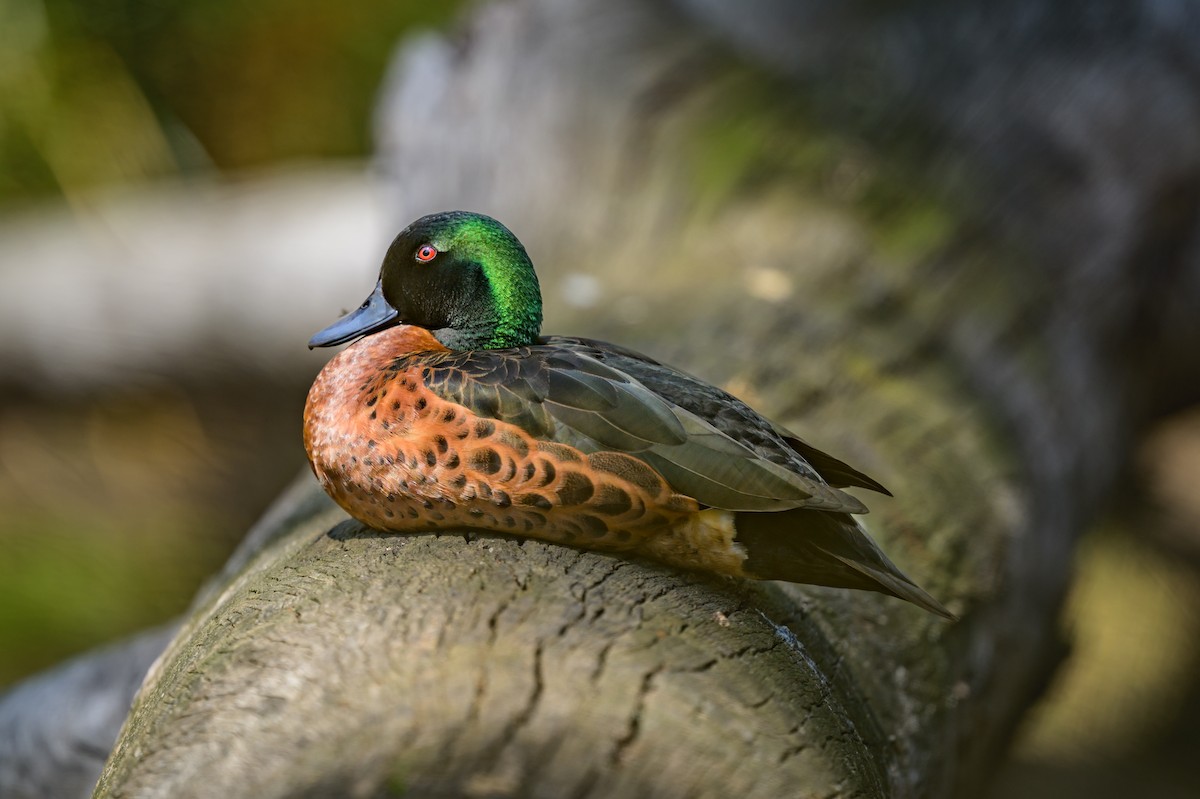 Chestnut Teal - ML609413081