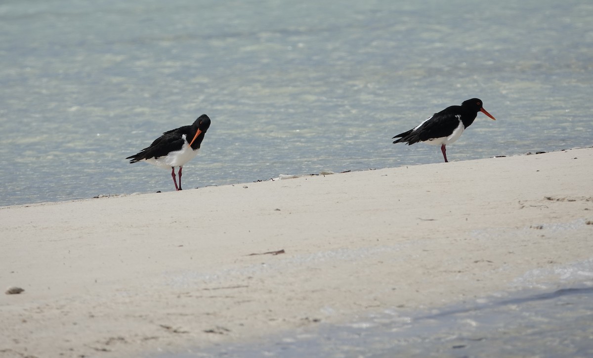 Pied Oystercatcher - ML609413289