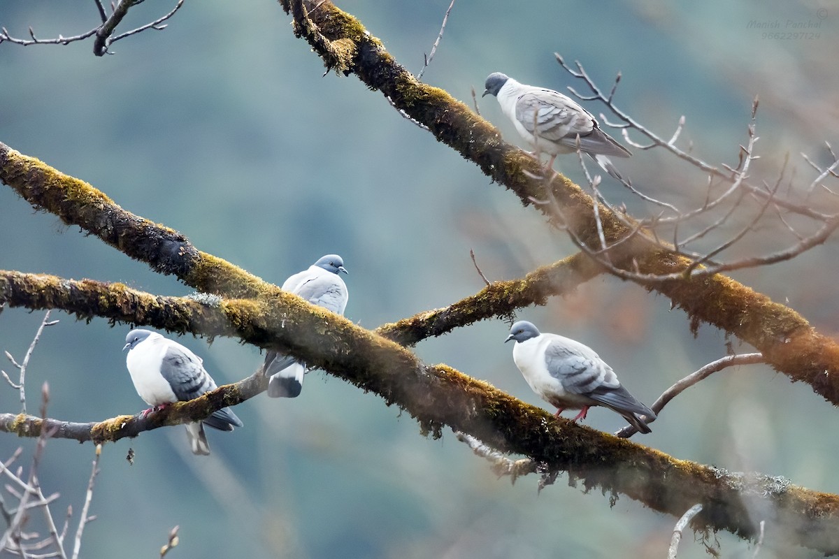 Pigeon des neiges - ML609413303