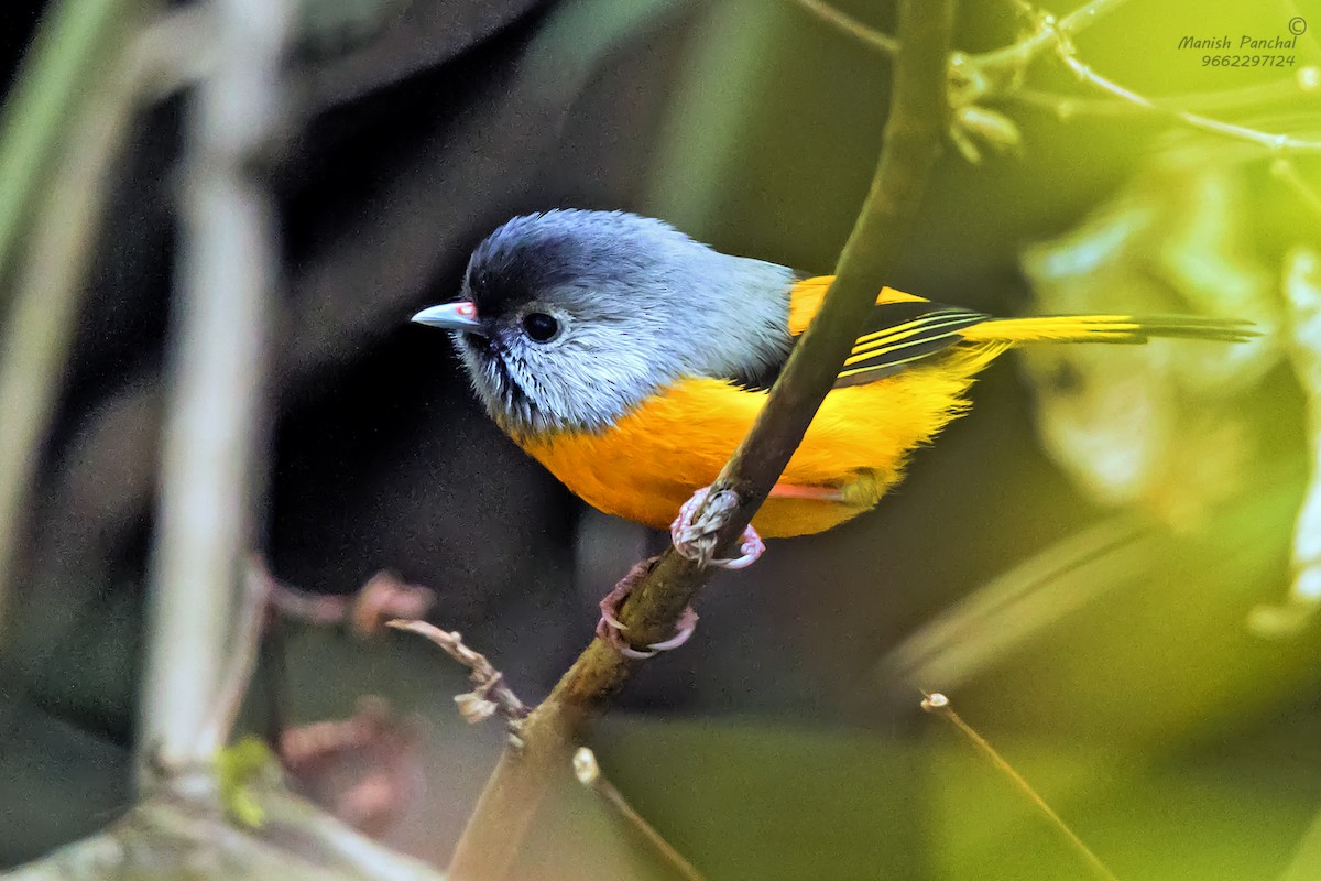 Golden-breasted Fulvetta - ML609413323