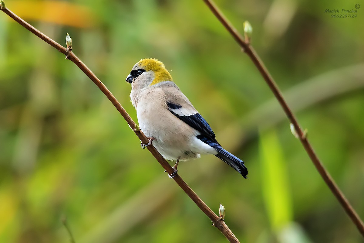 Red-headed Bullfinch - ML609413358