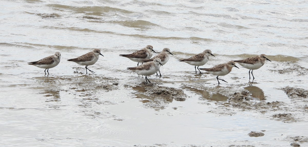 Red-necked Stint - Adrian Walsh