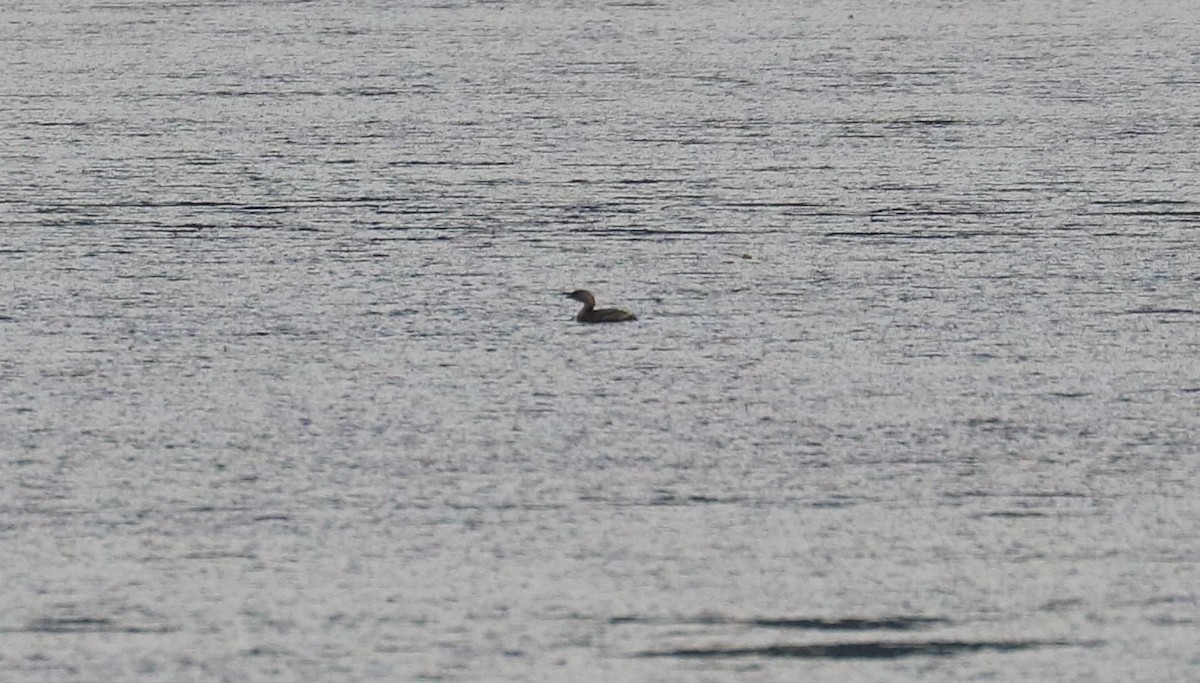 ringnebbdykker - ML609413432