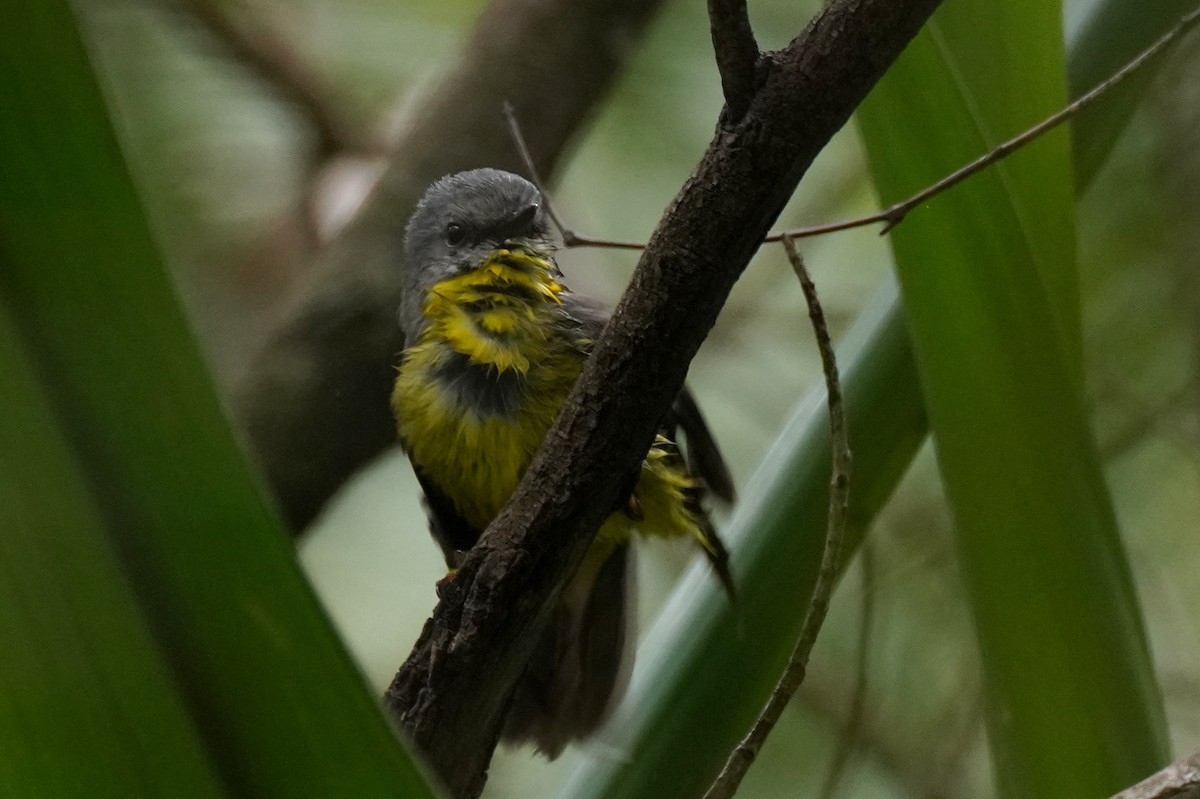 Eastern Yellow Robin - ML609413469