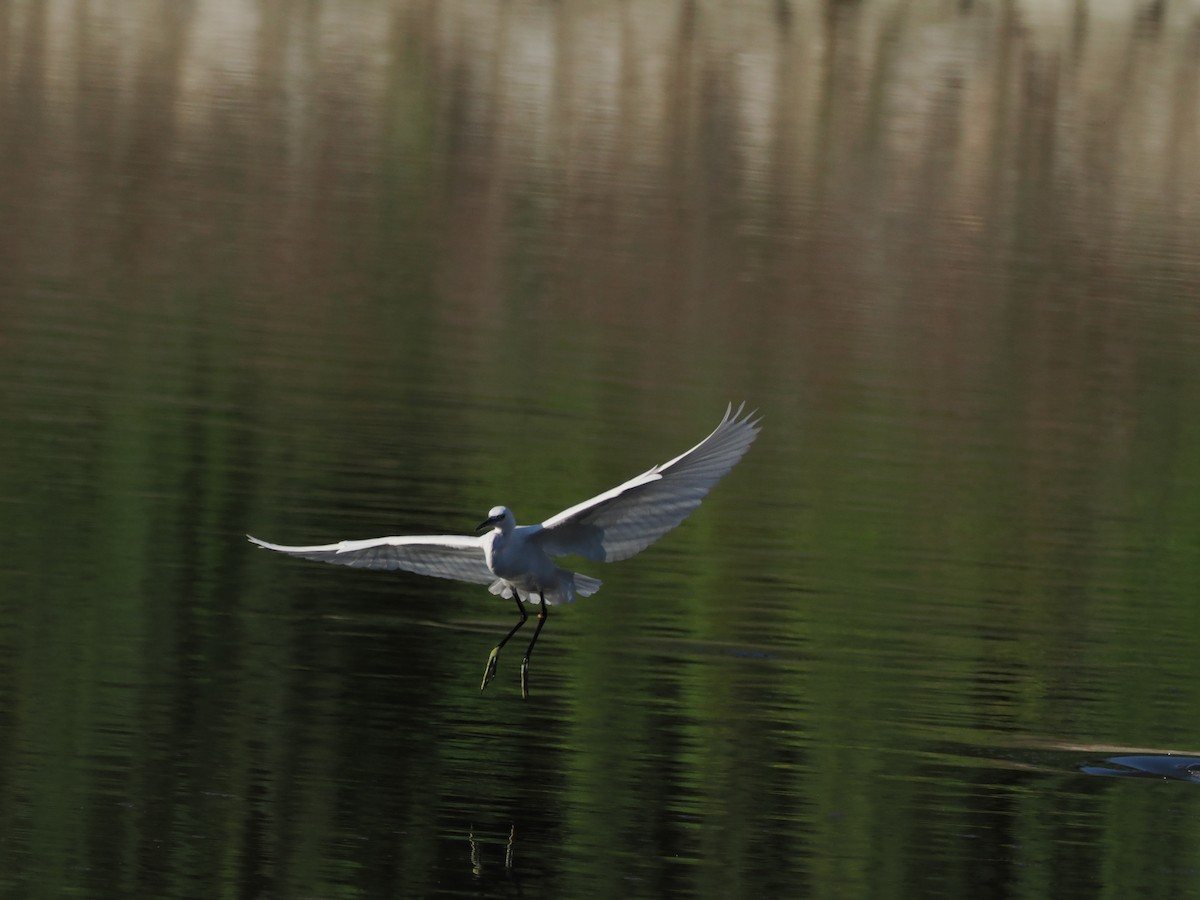 Little Egret - ML609413652