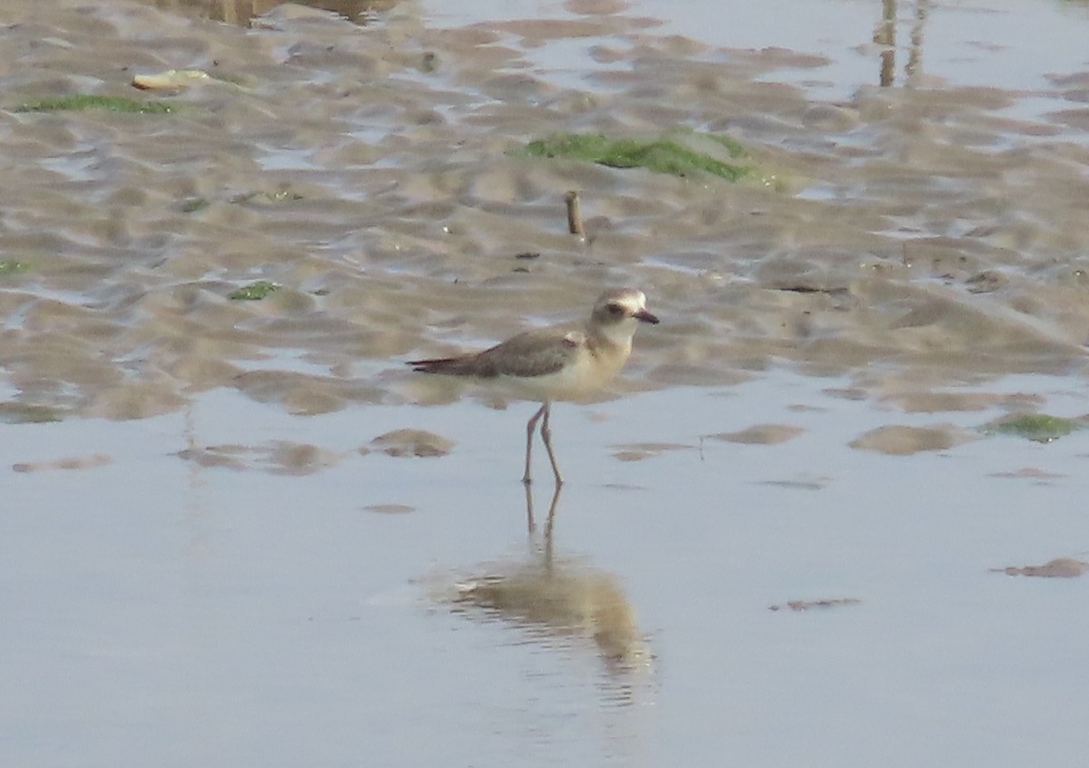 Greater Sand-Plover - ML609413666