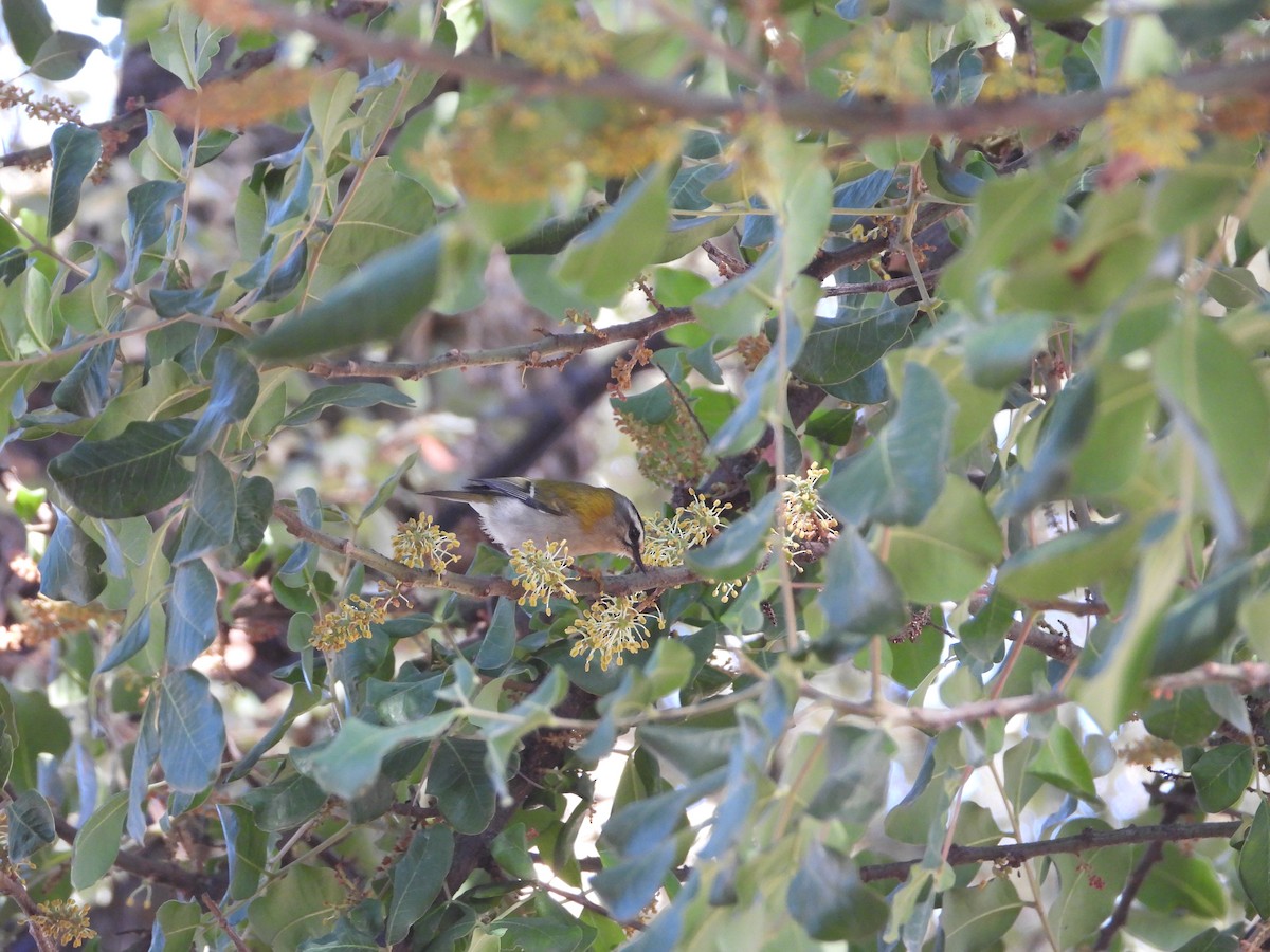 Common Firecrest - Chris Wilson