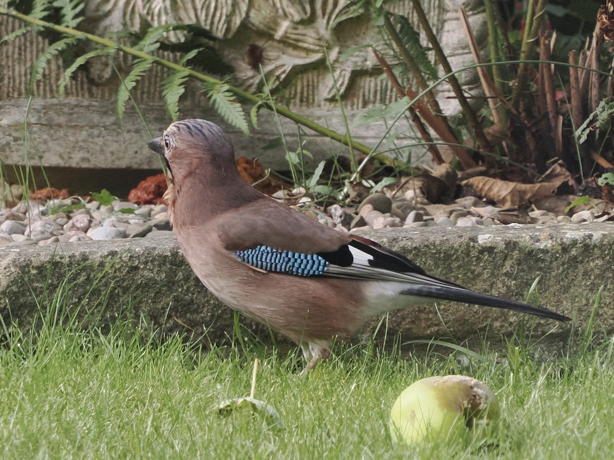 Eurasian Jay - ML609413692