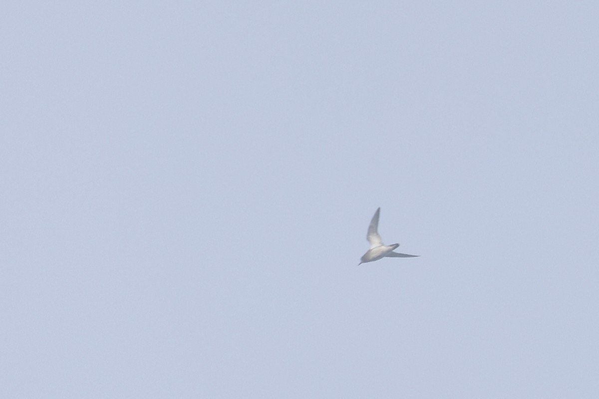 European Golden-Plover - Daniel Branch