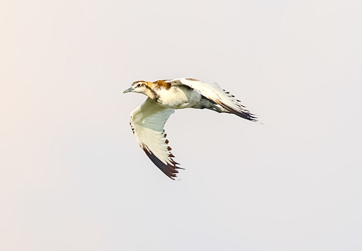 Pheasant-tailed Jacana - ML609413719