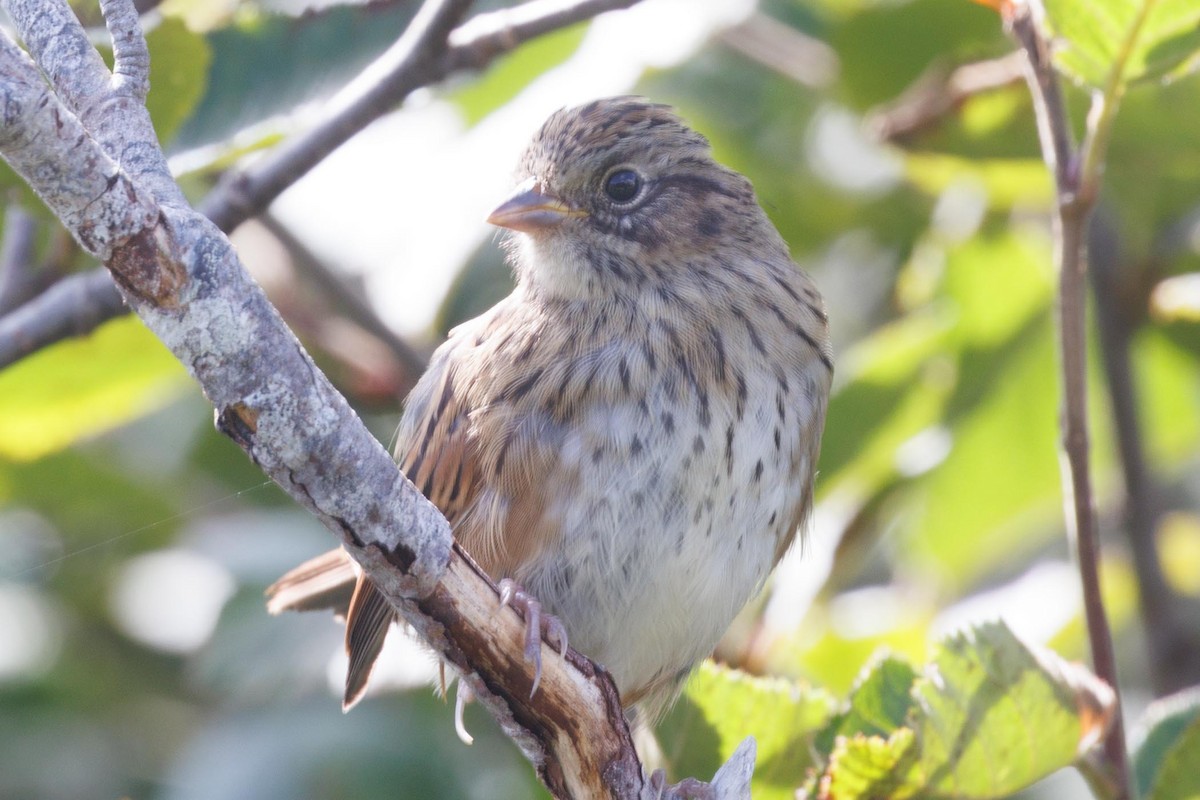 Swamp Sparrow - ML609413781