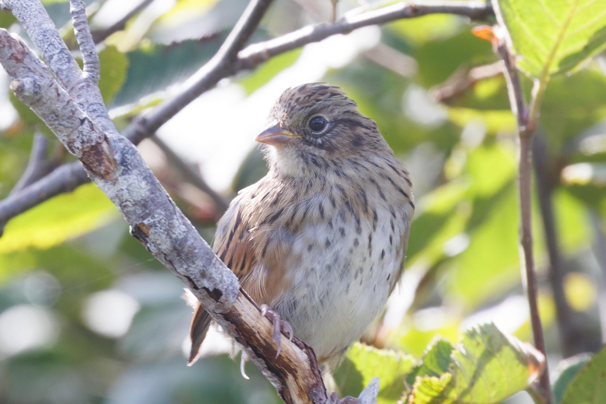 Swamp Sparrow - ML609413796