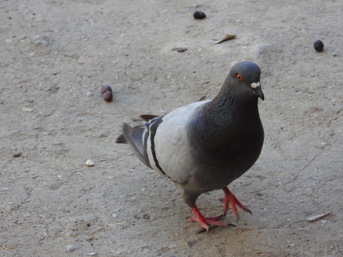 Rock Pigeon (Feral Pigeon) - Chris Wilson