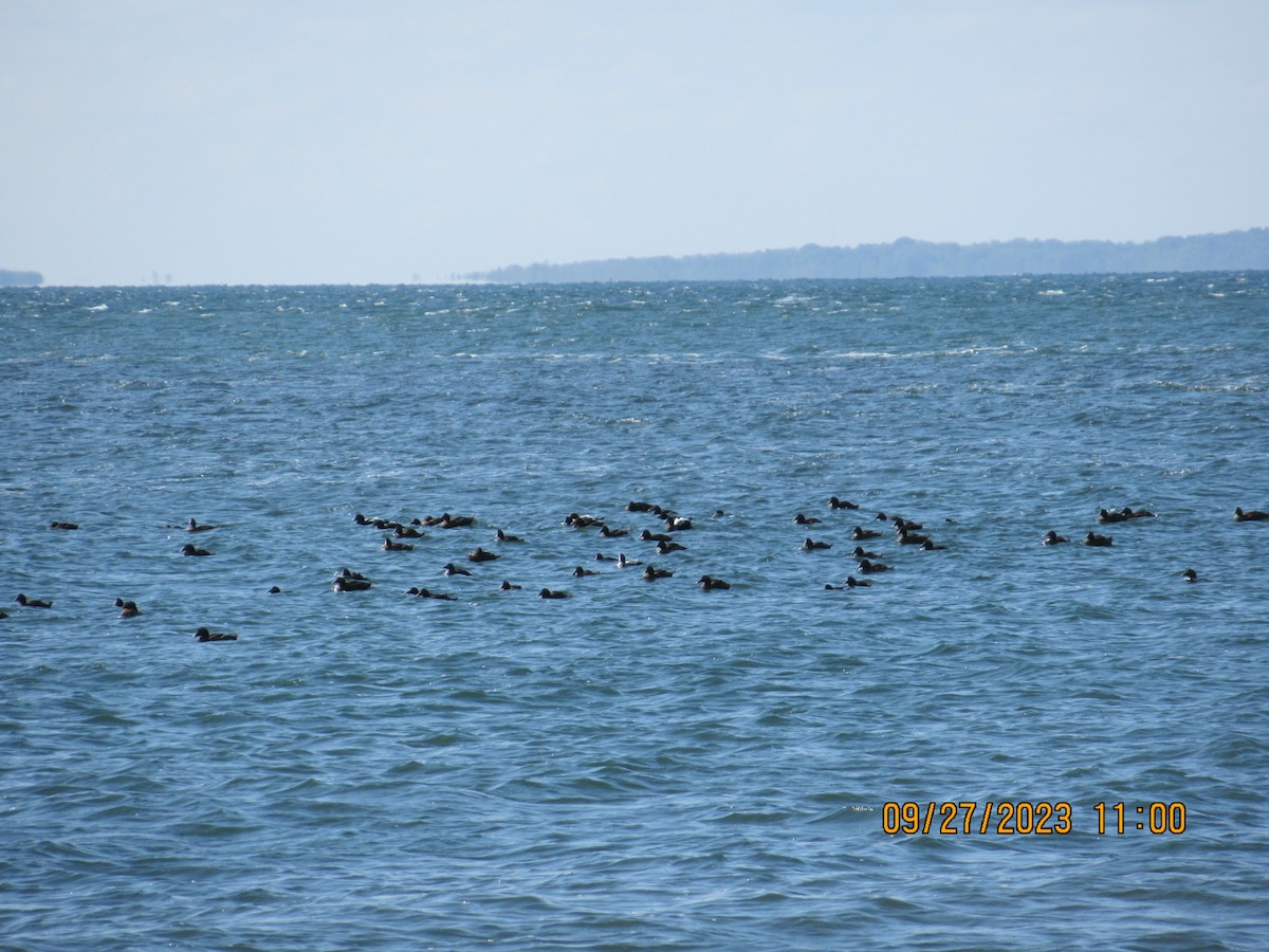 Common Eider - ML609413831