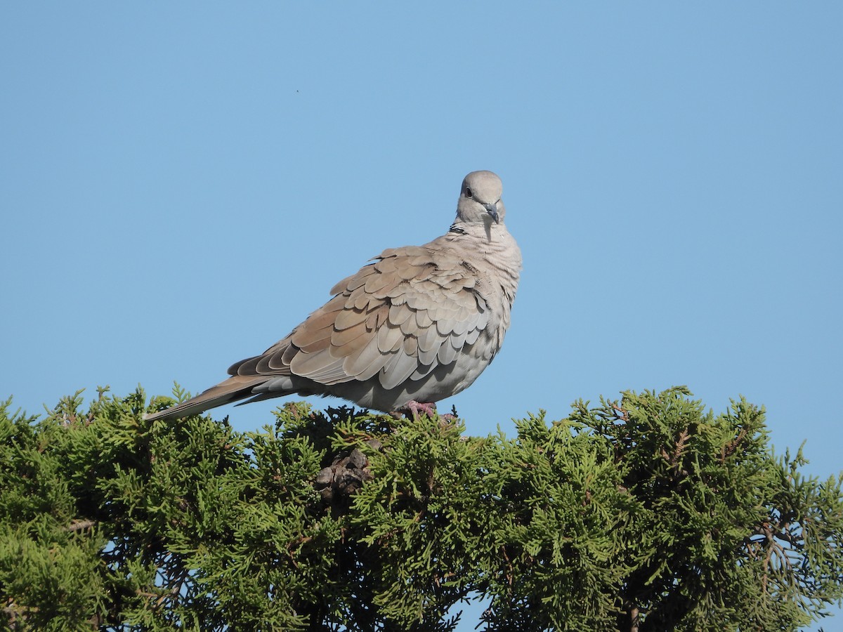 Eurasian Collared-Dove - Chris Wilson