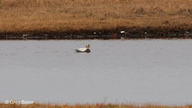 Spectacled Eider - ML609413883