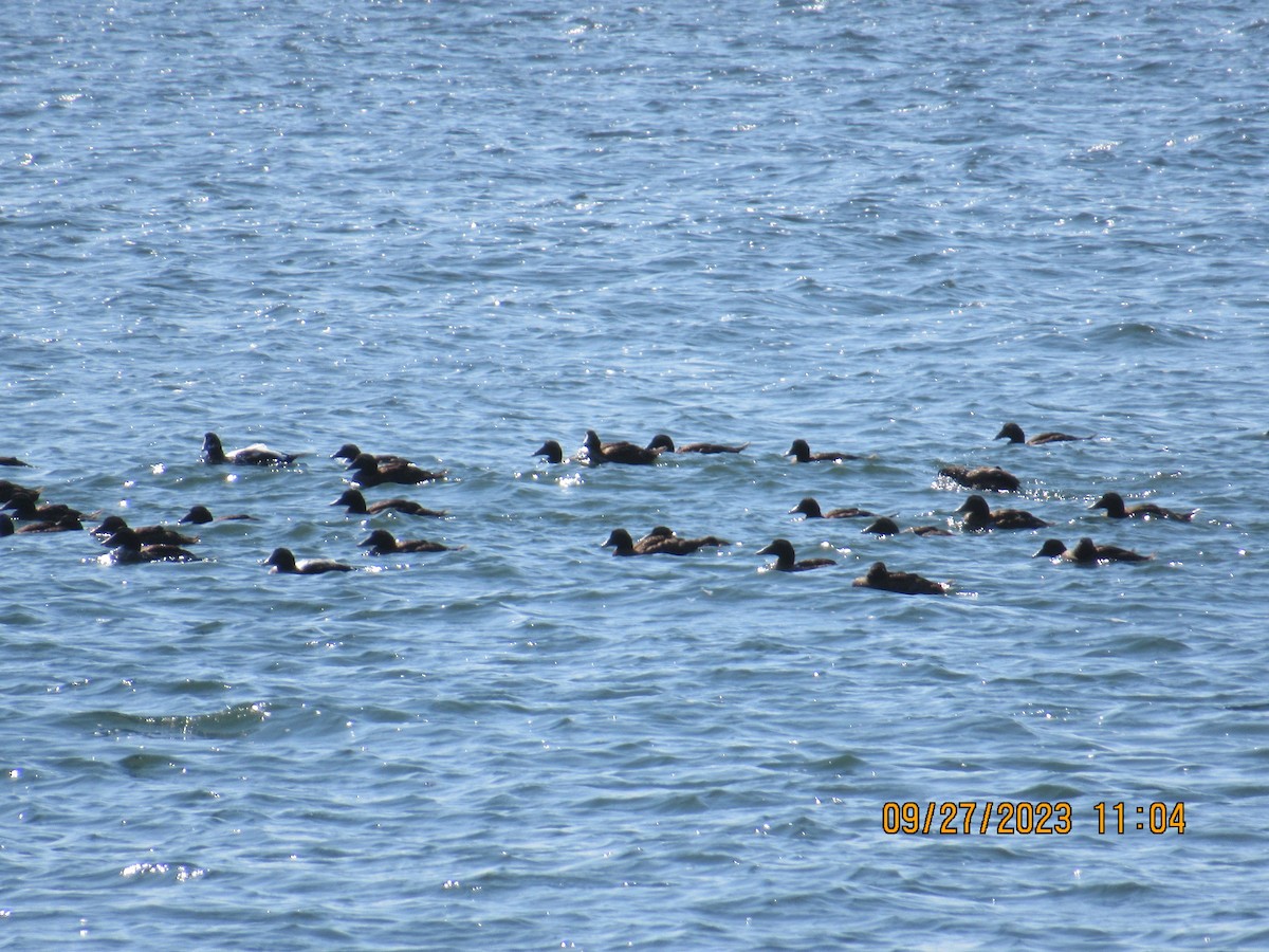 Common Eider - ML609413893