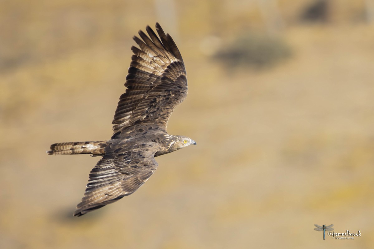 European Honey-buzzard - ML609413898