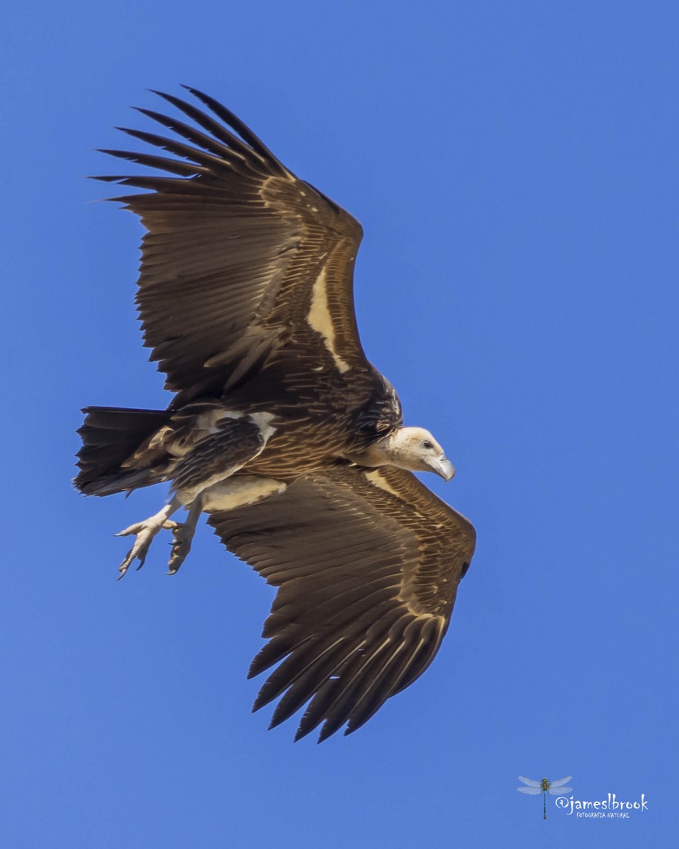 Rüppell's Griffon - ML609413899