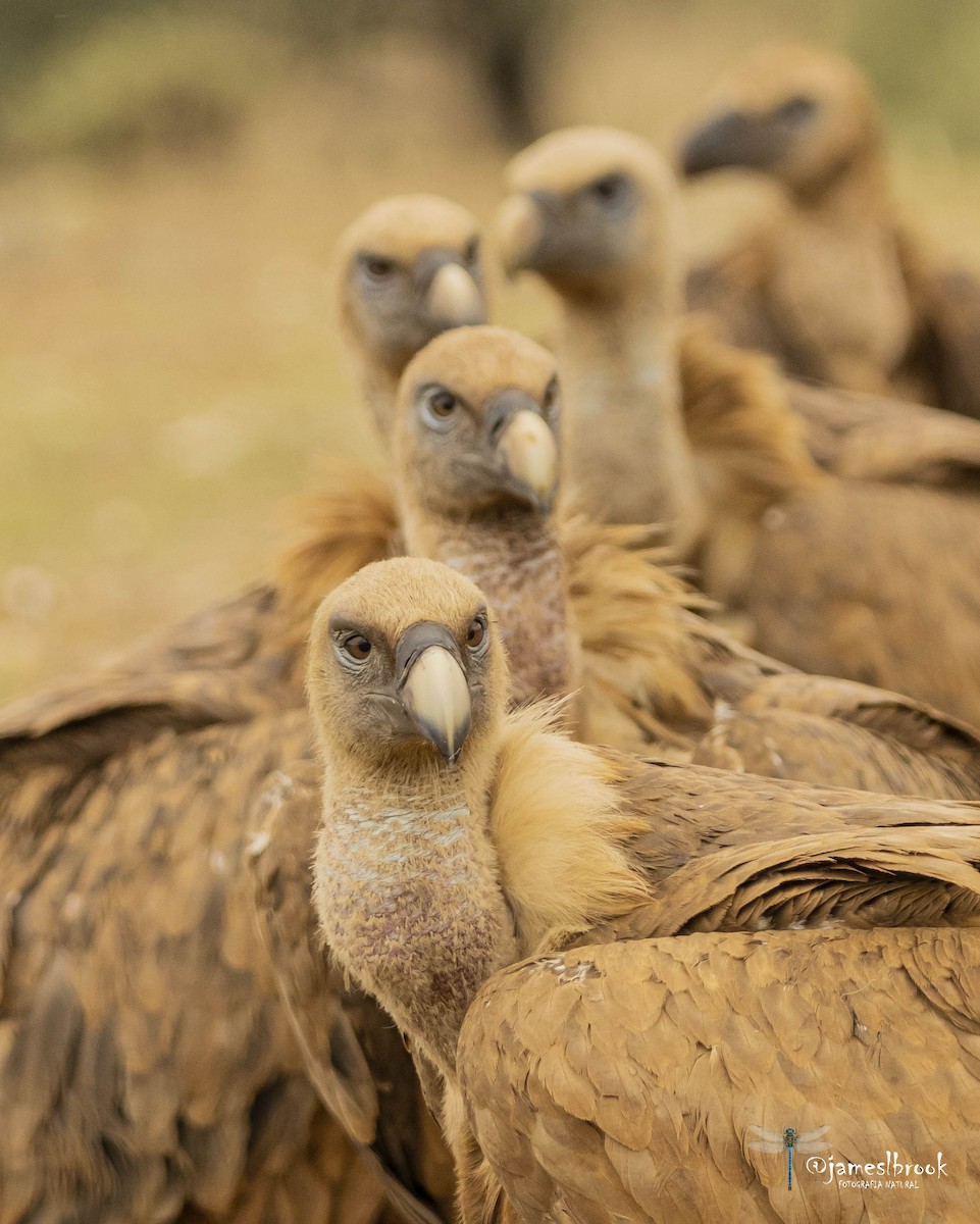 Eurasian Griffon - ML609414020