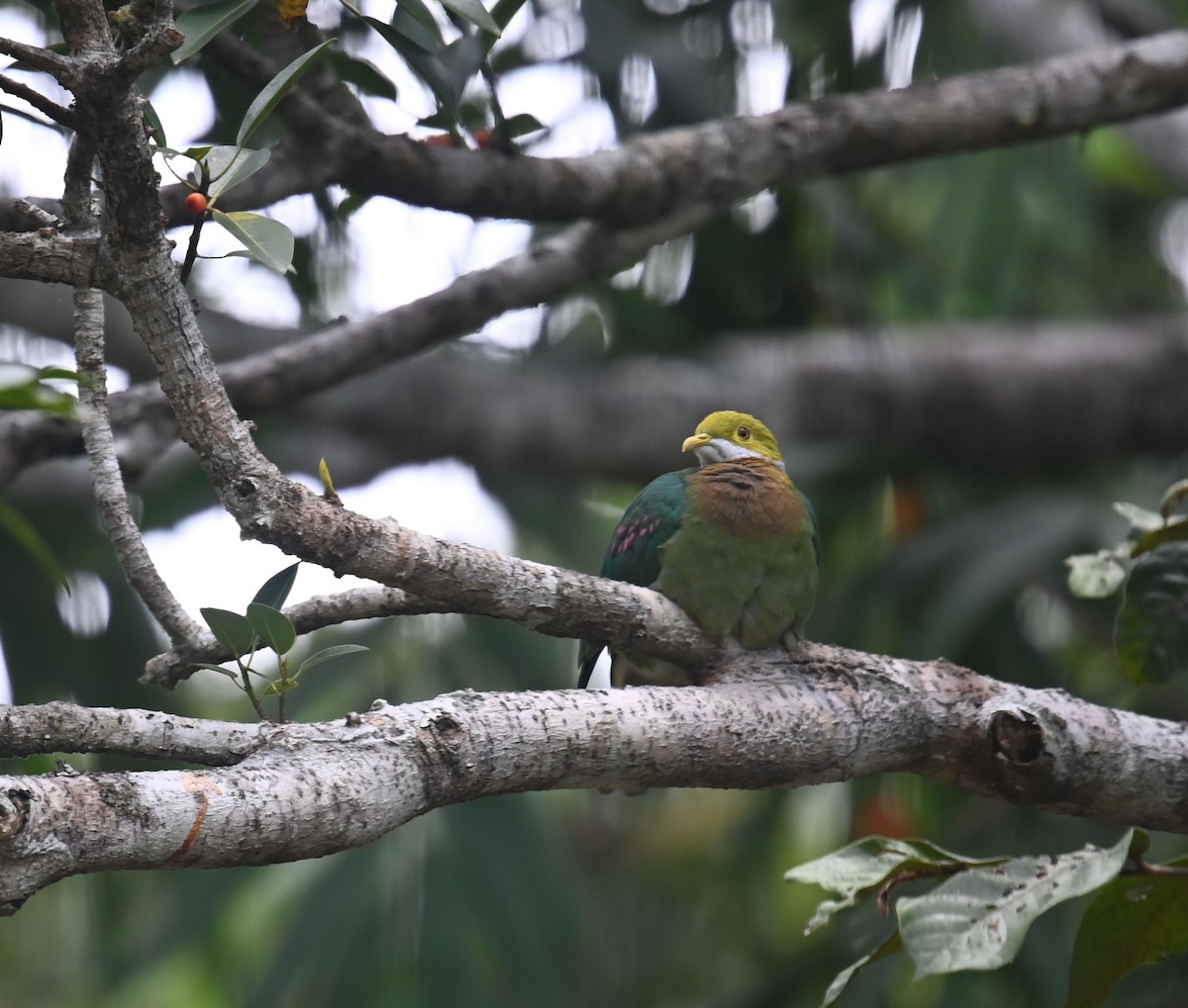 Pink-spotted Fruit-Dove - ML609414023