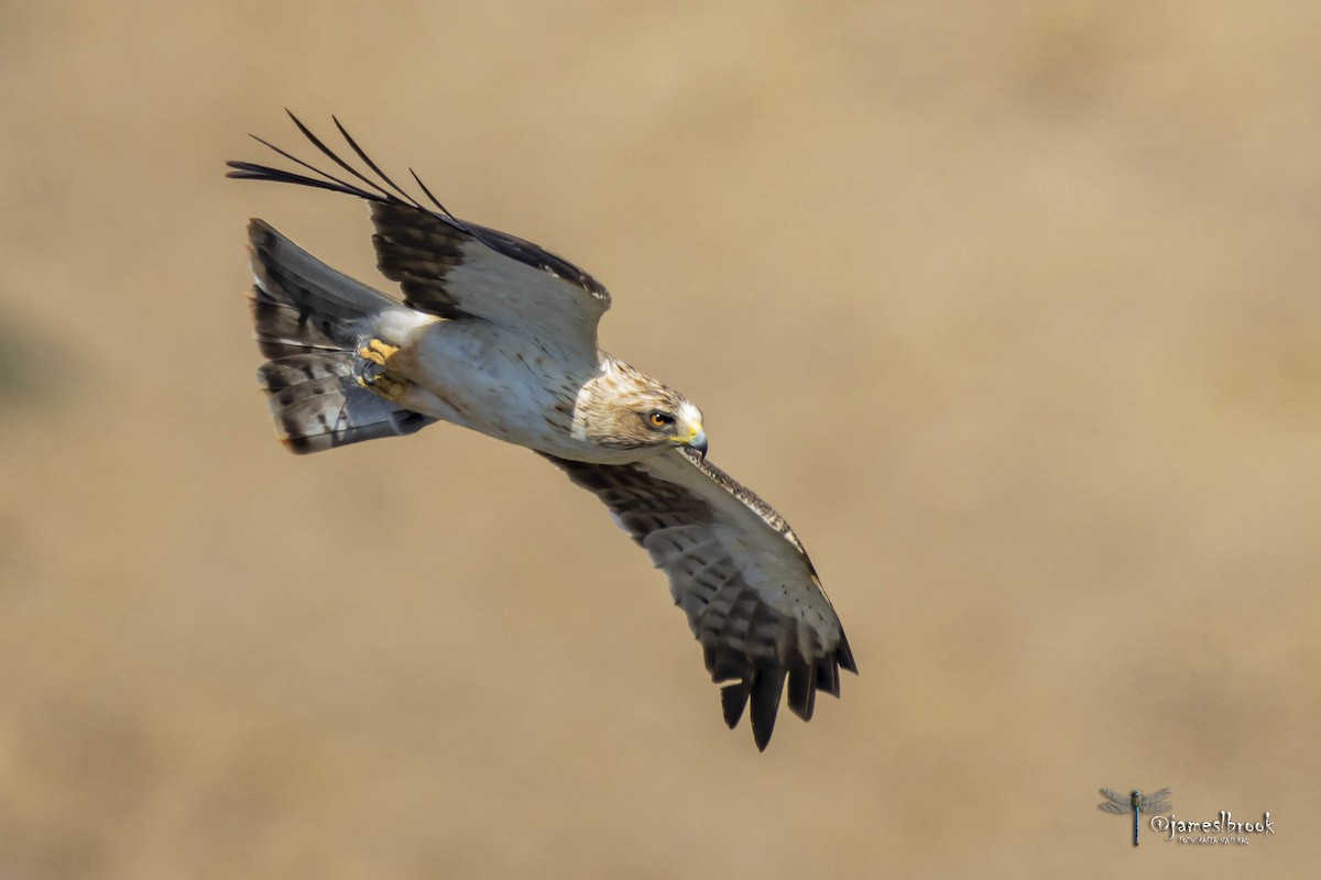 Booted Eagle - Jaime Garcia Astorga