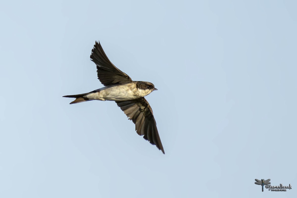 Western House-Martin - ML609414043