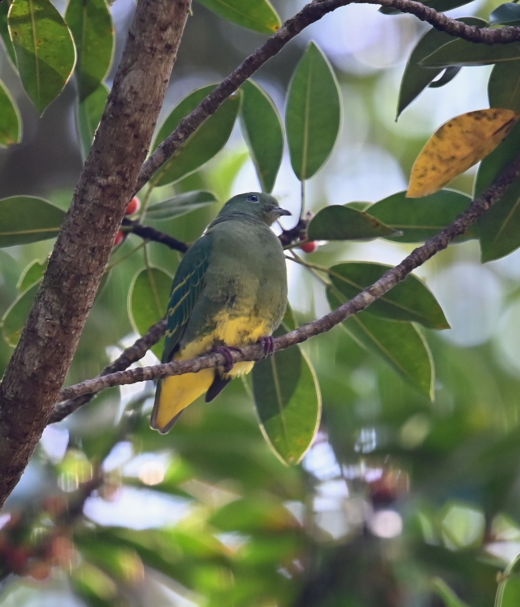 Dwarf Fruit-Dove - Carol Thompson