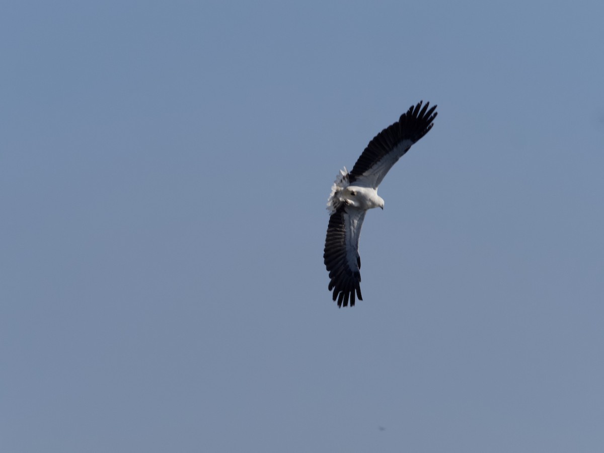 White-bellied Sea-Eagle - Yvonne van Netten