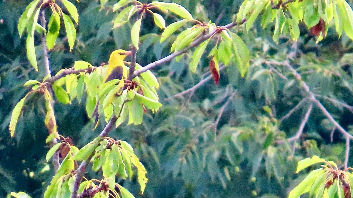 Eurasian Golden Oriole - ML609414097