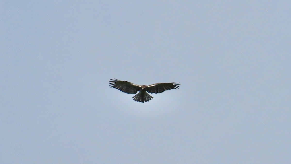 Short-toed Snake-Eagle - Noah Isakov