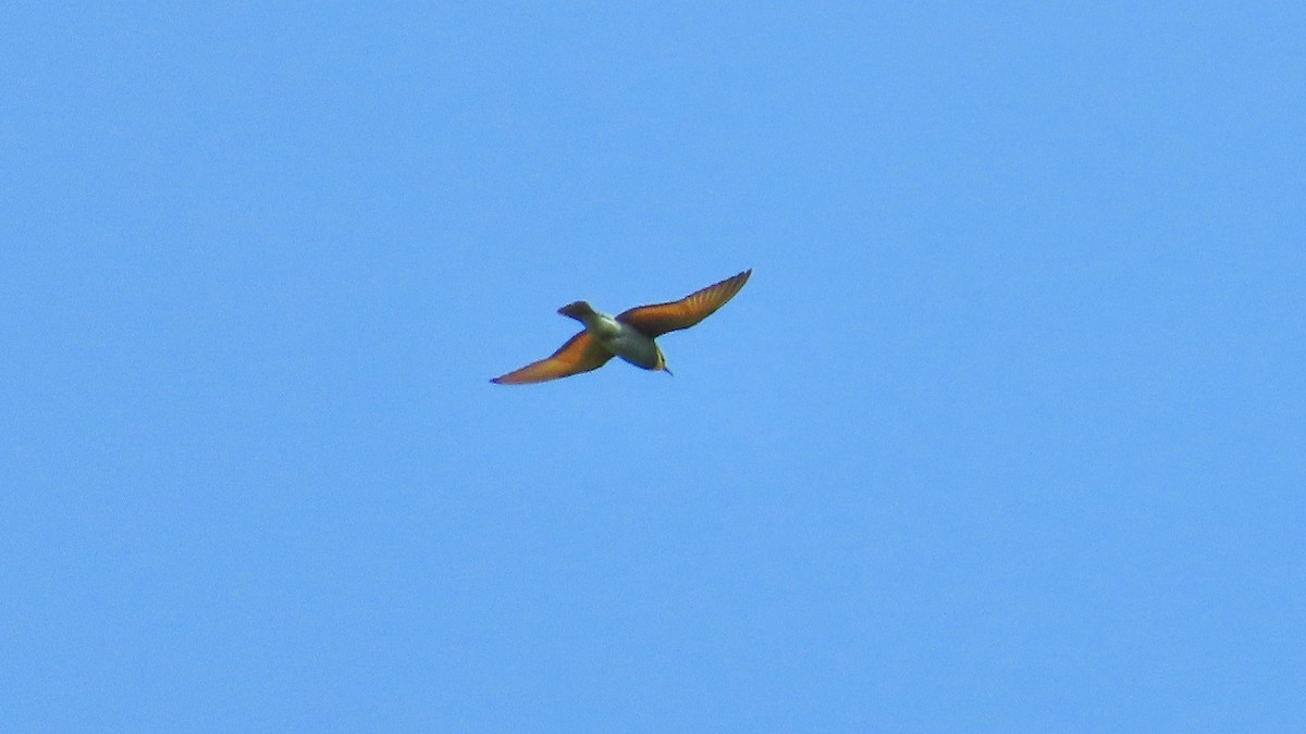 European Bee-eater - ML609414110