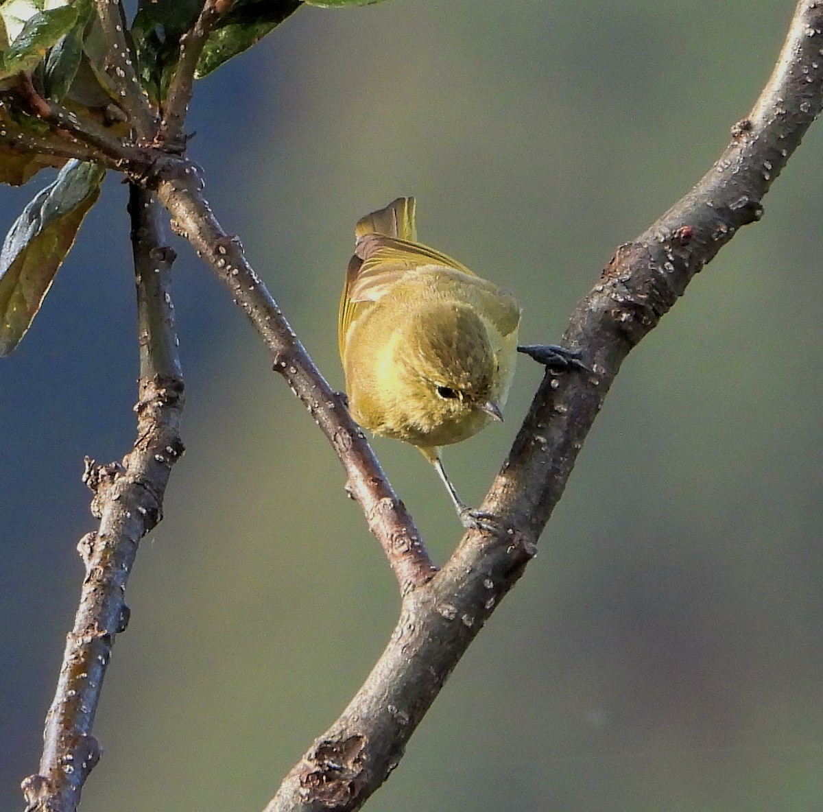 Yellow-browed Tit - ML609414116