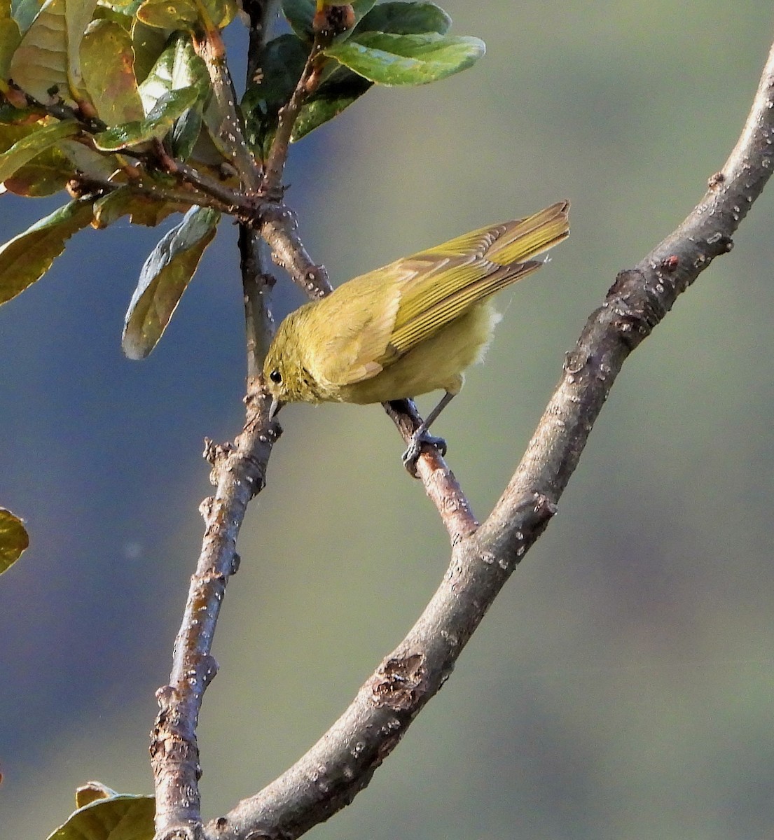 Yellow-browed Tit - ML609414117