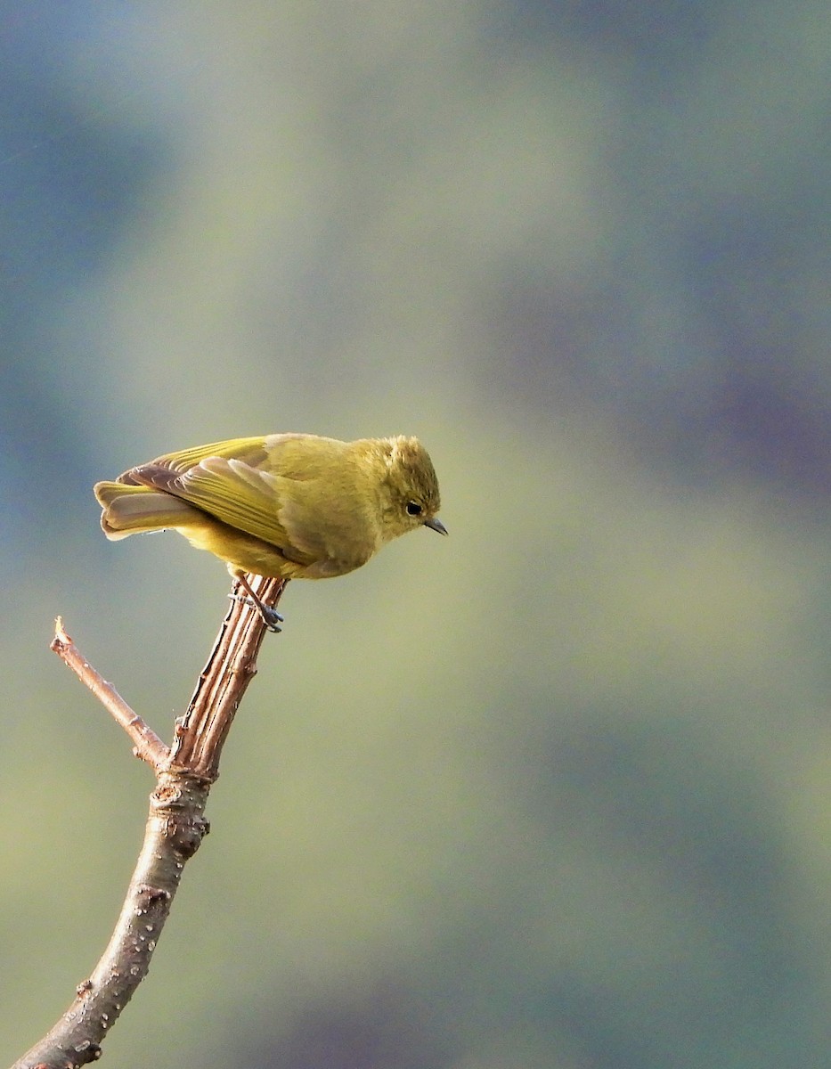 Yellow-browed Tit - ML609414118