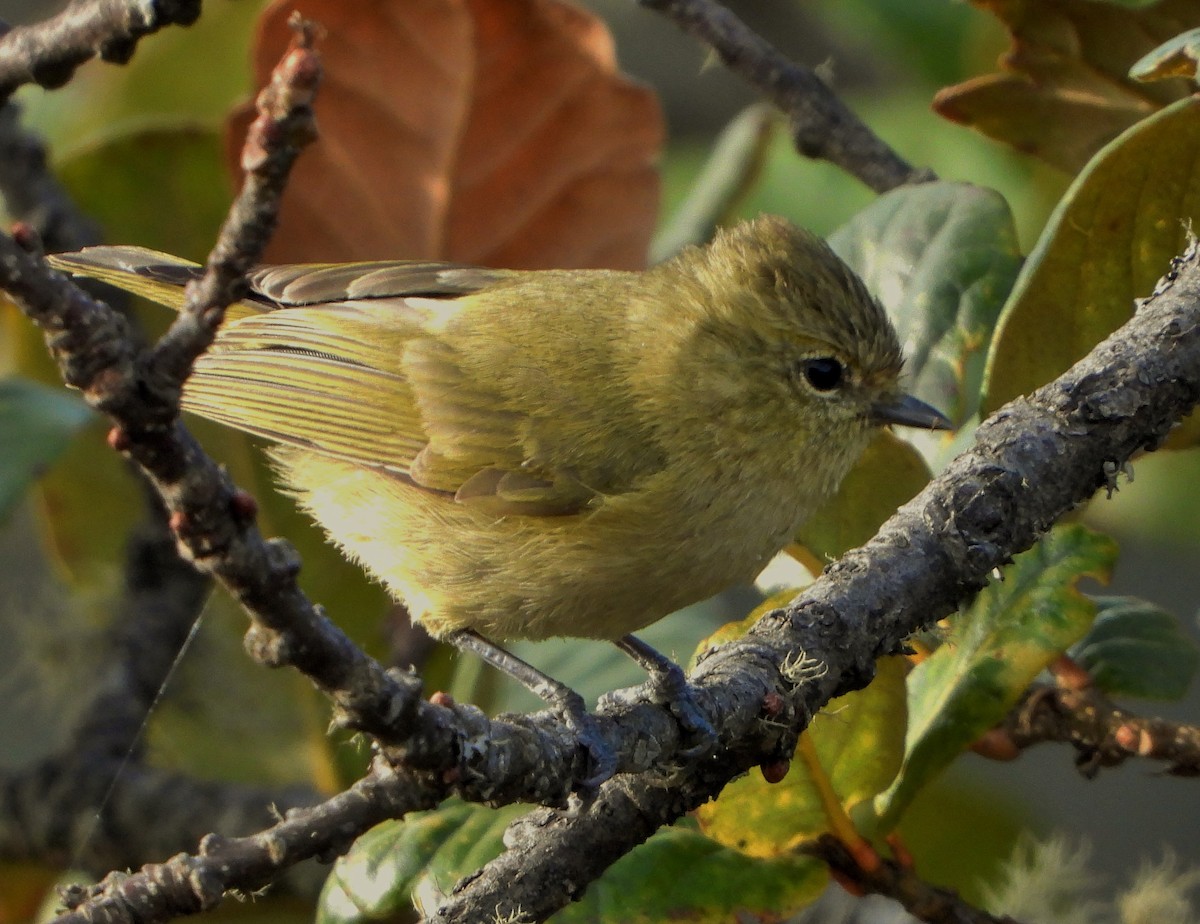 Yellow-browed Tit - ML609414119