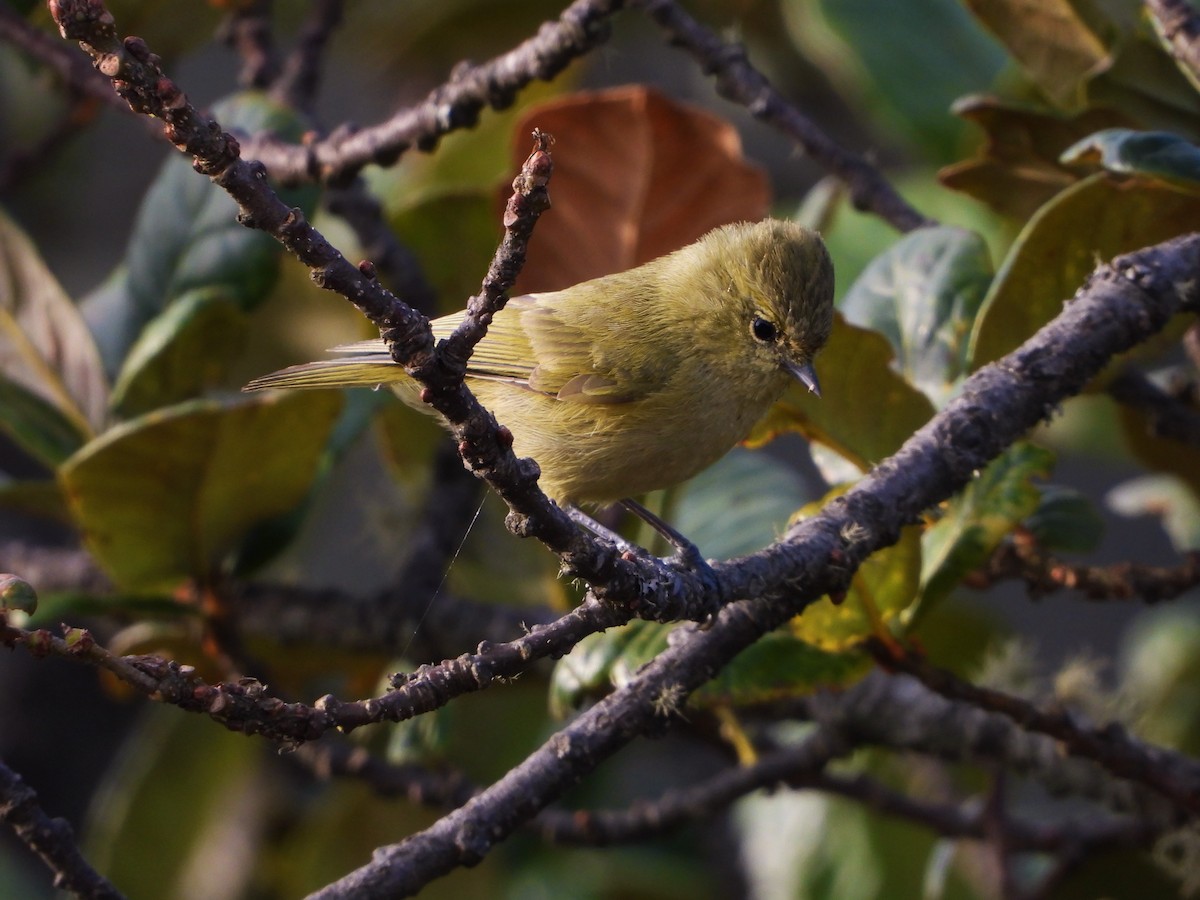 Yellow-browed Tit - ML609414121