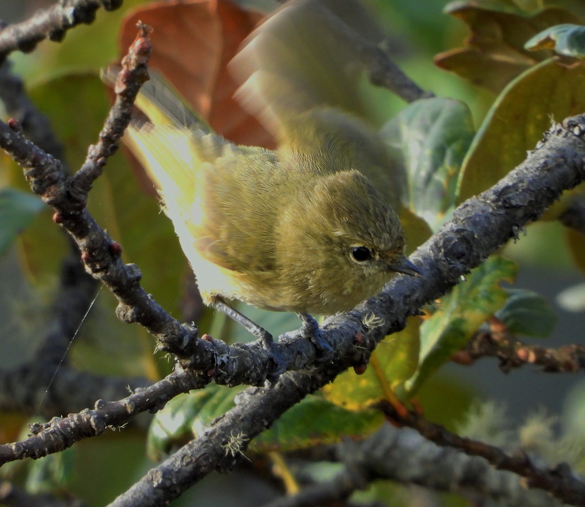 Yellow-browed Tit - ML609414122