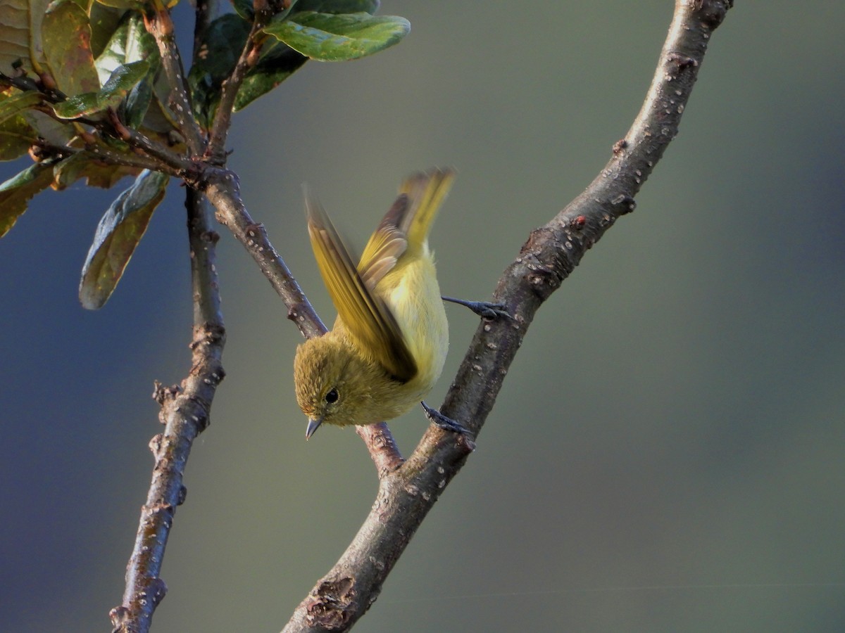 Yellow-browed Tit - ML609414123